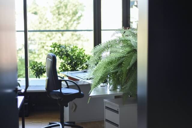 Plantas en la oficina
